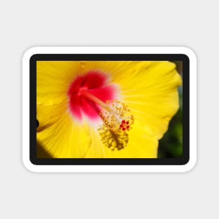 Yellow hibiscus Magnet