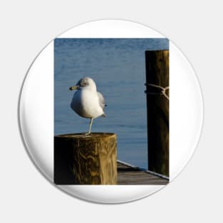 Wary Gull Pin