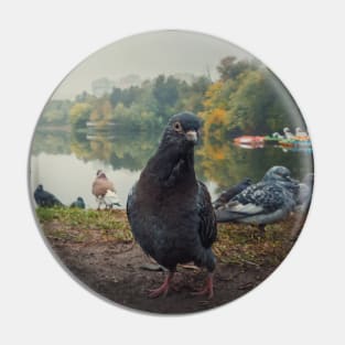 curious pigeon Pin