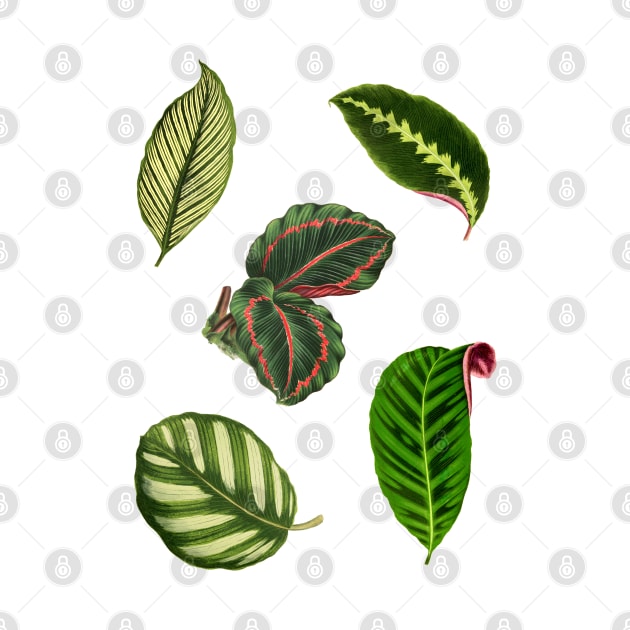 Pack of Calathea leaves by chimakingthings