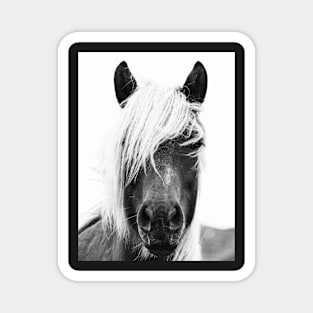 Wild Horses, Horse print, Horse art, Wall art, Wall decor, Trendy print, Animal print, Interior Magnet