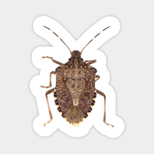 Brown marmorated stink bug Magnet