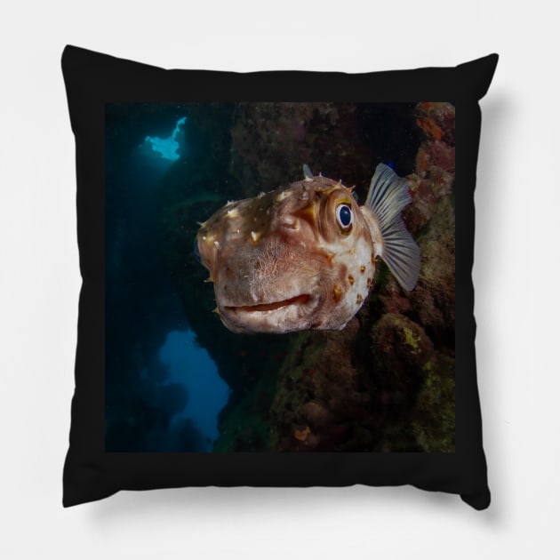 Porcupine puffer fish face off Pillow by SCUBAddict