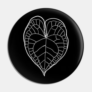 Anthurium clarinervium Pin