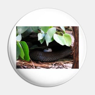 Coastal Taipan Pin