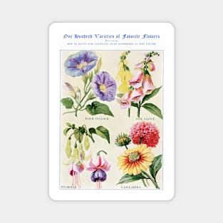 Flower watercolor illustration (1915) Magnet