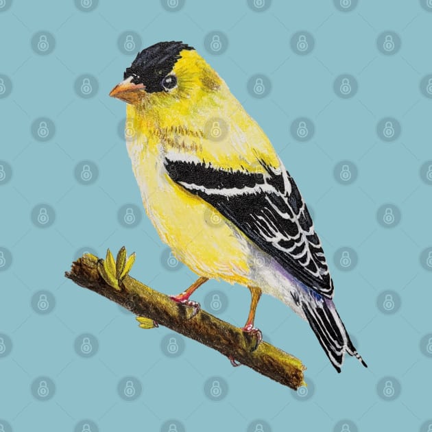 American Goldfinch Drawing (no background) by EmilyBickell