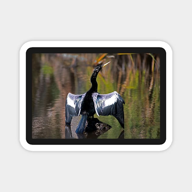 Anhinga Drying it's Wings Magnet by wolftinz