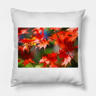 Maple tree red autumn leafs Pillow