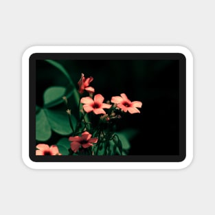 Clovers, night shot of Clover blossoming flowers Magnet