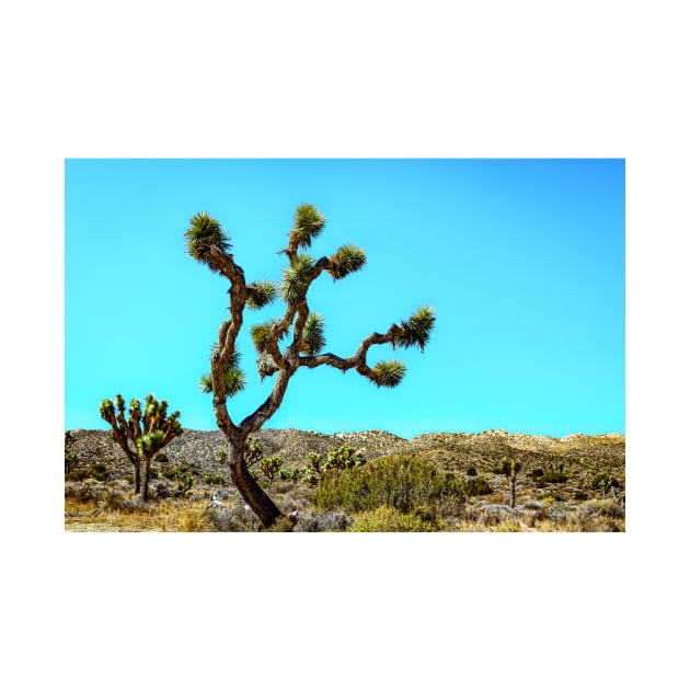 Joshua Tree National Park, California by Gestalt Imagery