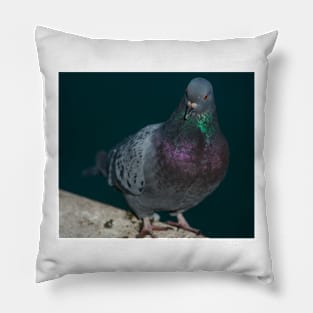 Pigeon Pillow