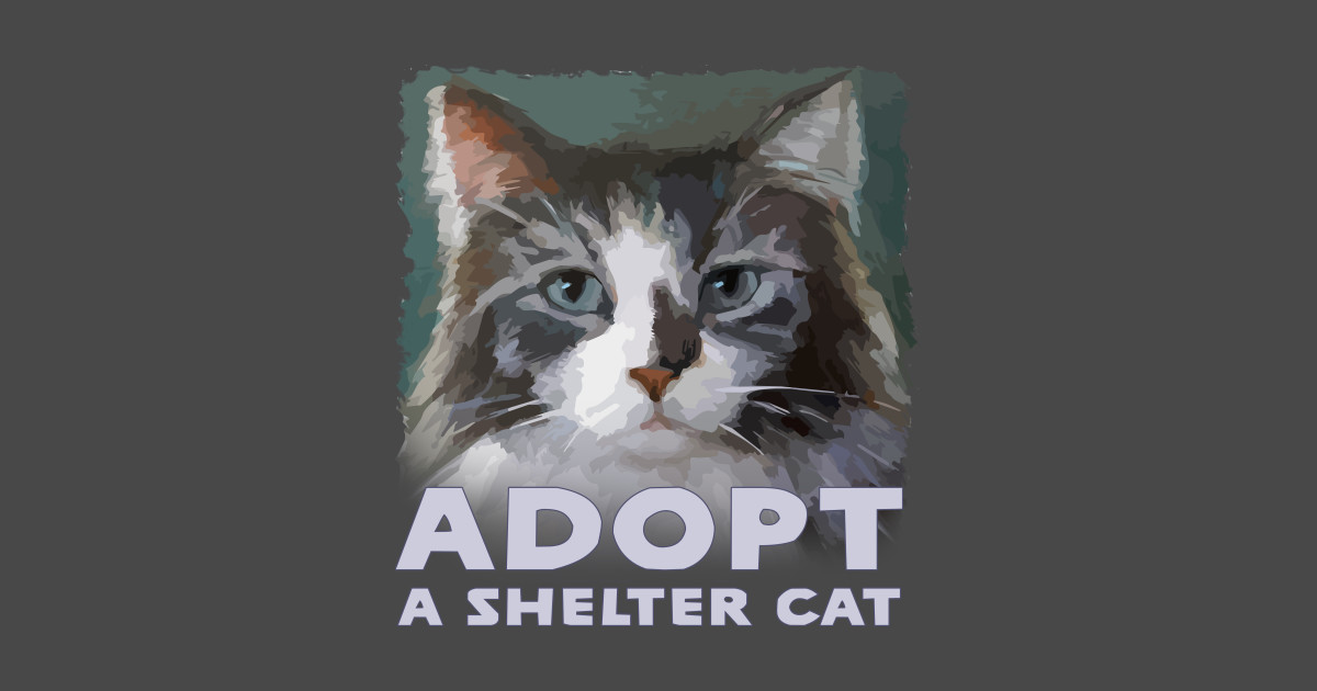 Adopt A Shelter Cat With Cute Maine Coon Kitty Rescue Pet By Jdunster