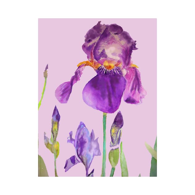 Iris Watercolor Painting - Elegant Purple on Lilac Pink by SarahRajkotwala