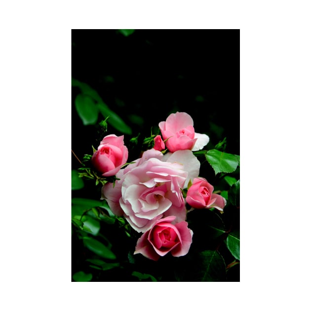 Rose Group, Garden Pink Flowers Macro Photo by JonDelorme