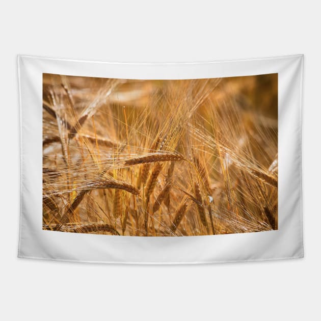 Golden Barley Tapestry by Violaman