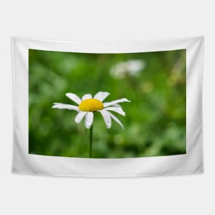 Chamomile flower with dewdrops Tapestry