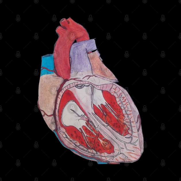 hand drawn heart anatomy by mohamedenweden