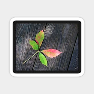 Four Leaves Magnet