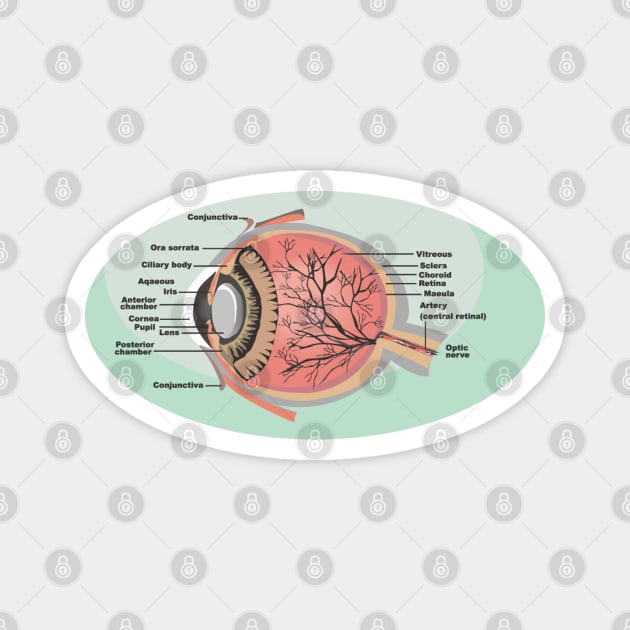 National Eye Care Month, Eye Diagram Magnet by HolidayBug