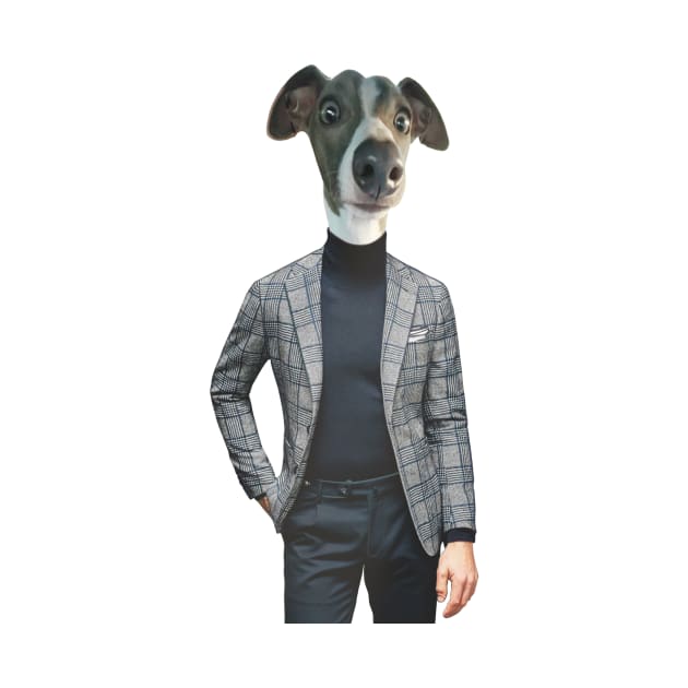 An grey Italian greyhound in a smart and dapper blue mens suit by Fruit Tee