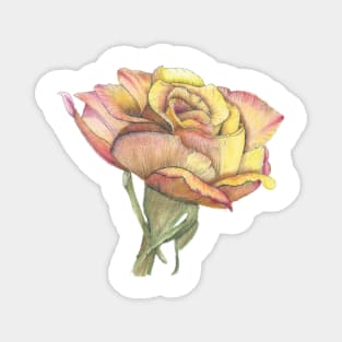 Orange Rose, ink and wash floral watercolor Magnet