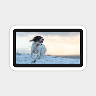 English Springer in snow Magnet