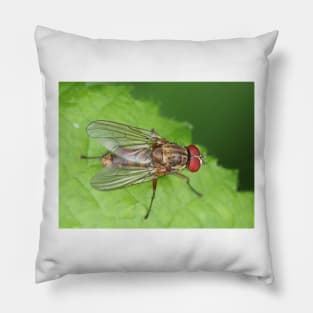 Muscidae fly - insect macro Pillow