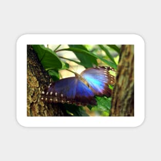 Purple and Blue Butterfly in Tree Magnet