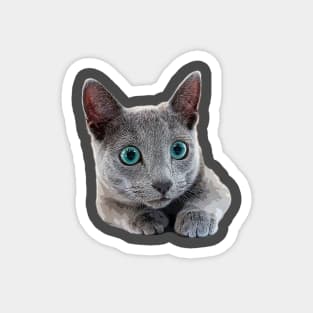 Russian Blue Cat Kitten Blue eyes Magnet