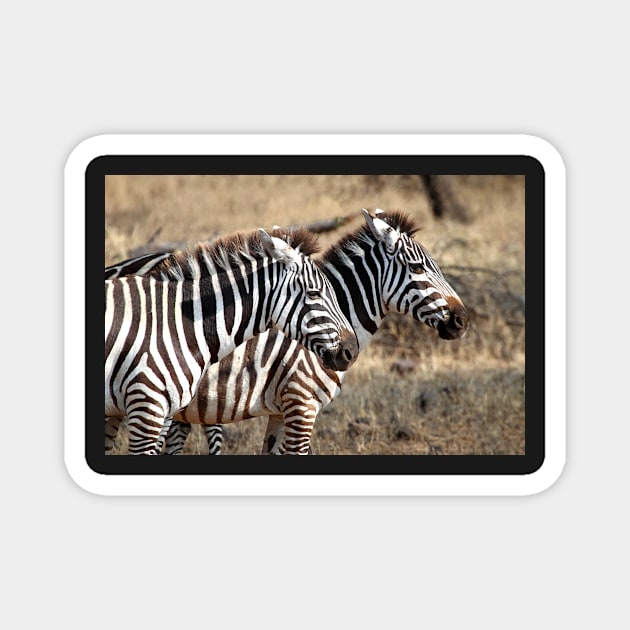 Plains Zebra, Serengeti National Park, Tanzania Magnet by Carole-Anne