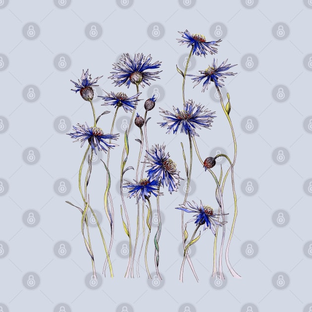 Blue Cornflowers, Illustration by JessicaRose