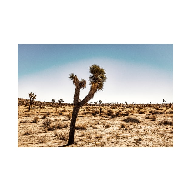 Joshua Tree National Park, California by Gestalt Imagery