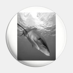 Inquisitive White Tip Shark Pin