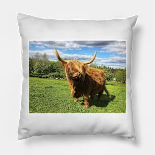 Scottish Highland Cattle Cow 2396 Pillow