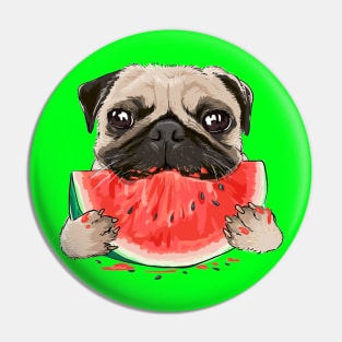 funny funny pug dog eating watermelon Pin