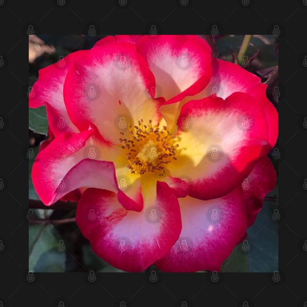 Red and Yellow Rose by Photomersion