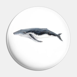 Humpback whale Megaptera novaeangliae Pin