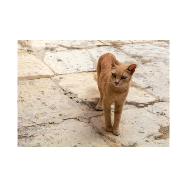 Cats of Malta - stray ginger tabby cat by lena-maximova