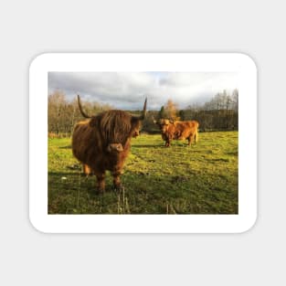 Scottish Highland Cattle Cows 2141 Magnet