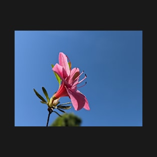 Pink Flower Blue Sky Profile T-Shirt