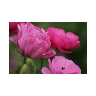 Closeup Deep Peony Pink Ranunculus T-Shirt