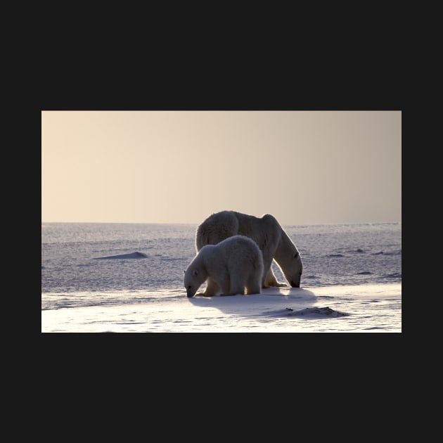 Golden Glow. Polar Bears at Sundown, Churchill, Canada (Please read description) by Carole-Anne