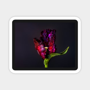 Black parrot tulip Magnet