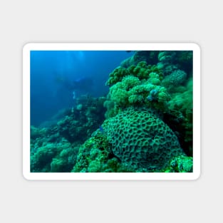 Red Sea Coral Reef Magnet