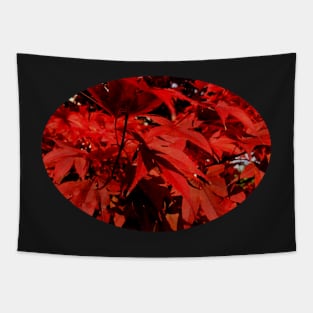 Red leaves in Autumn Tapestry