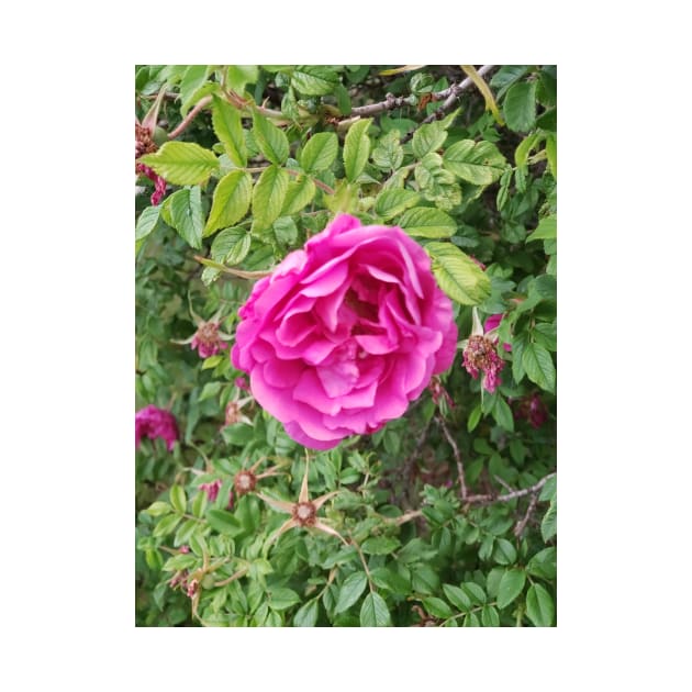 Deep pink roses on a shrub. by Kim-Pratt