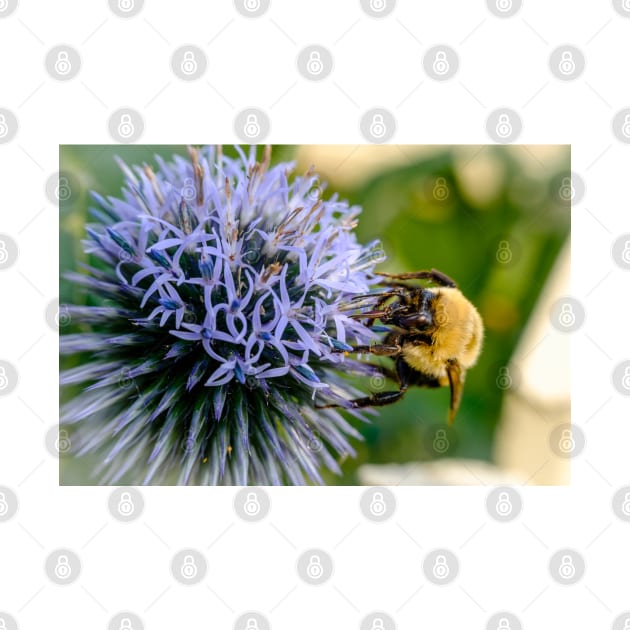 Small Globe Thistle With Bee 10 by Robert Alsop