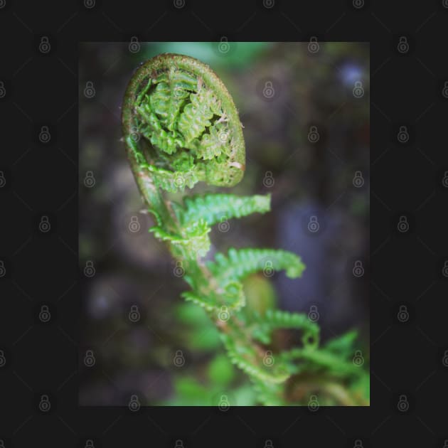 Fern fronds by Jonesyinc