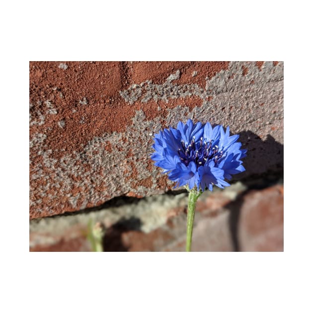 Flower Posing with a Brick Wall Photographic Image by AustaArt